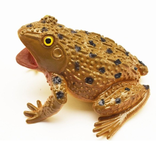 Kikkerbeeldje 2