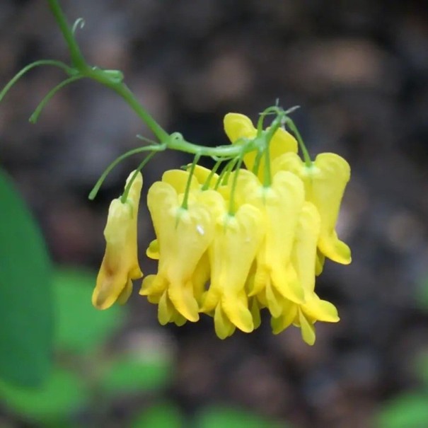 Kletterpflanzen-Samen Dactylicapnos scandens 20 Stück gelbes herzförmiges Schlingpflanze für schattige Wände von Pavillons und kleinen Gartenmauern