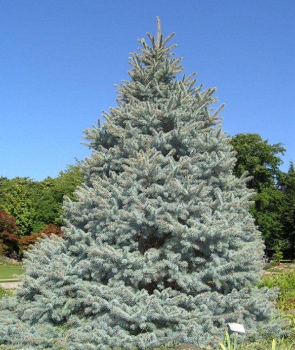 Kolczasty świerk Picea pungens Drzewo iglaste Łatwe w uprawie na zewnątrz 100 szt. Nasiona 1