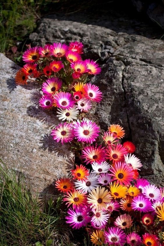 Kosmatec krystalový Mesembryanthemum crystallinum snadné pěstování ideální na balkón do truhlíku na skalku letnička semínka 50 ks 1