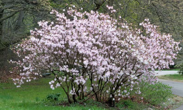 Kráľovská azalka Rhododendron schlippenbachii podrastový ker Jednoduché pestovanie vonku 15 ks semienok 1