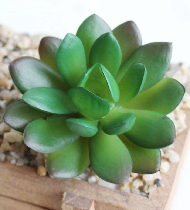 Kunstmatige vetplant C580 6