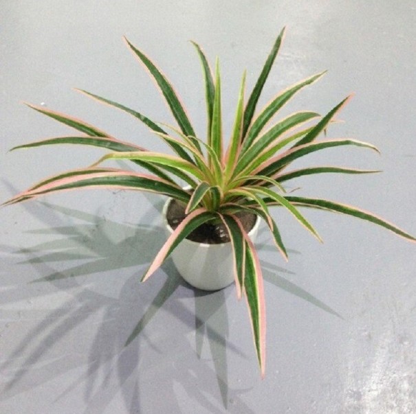 Kunstplant Groen