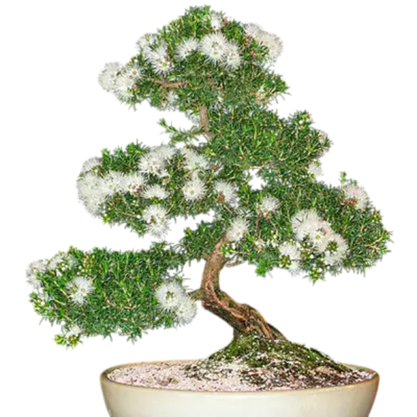 Kunzea Ambigua Samen 10 Stück Weiße Blüten Feine Nadelblätter Immergrüner Strauch Für Topf Und Bonsai Anbau Aus Samen