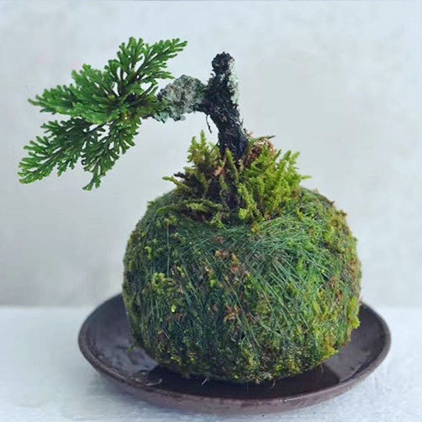 Kvetináč z machu 12 cm