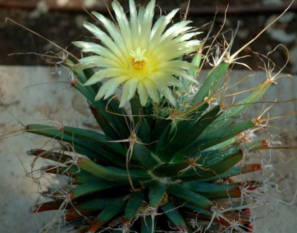 Leuchtenbergia principis rodzaj kaktusa. Łatwa w uprawie w pomieszczeniach i na zewnątrz. 10 nasion 1