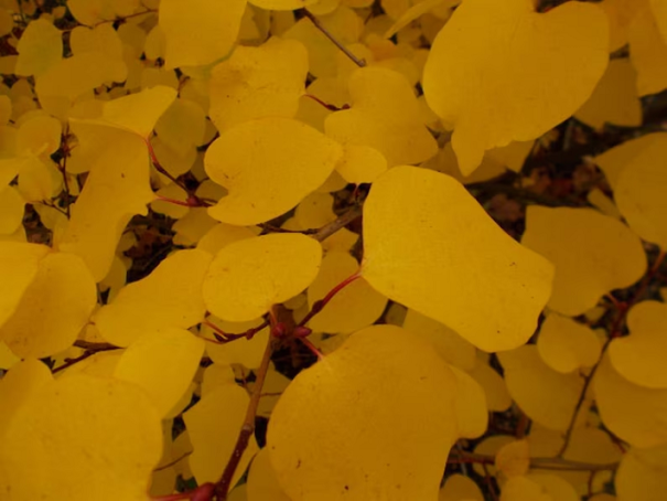 Lindera tupolaločna Lindera obtusiloba krzew liściasty. Łatwa w uprawie na zewnątrz. 10 nasion 1
