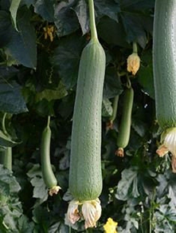 Lufa válcovitá semena Luffa cylindrica tivuk snadné pěstování uvnitř, venku, na balkon, na zahradu semínka lufy 25 ks 1