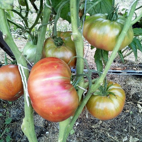 Magok Paradicsom Tigrino Solanum lycopersicum mag 10 db Könnyen termeszthető 1