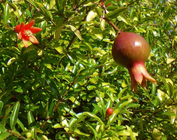 Marhaník granátový Punica granatum Nana trpasličí odrůda granátovníku Snadné pěstování venku 60 ks semínek 1