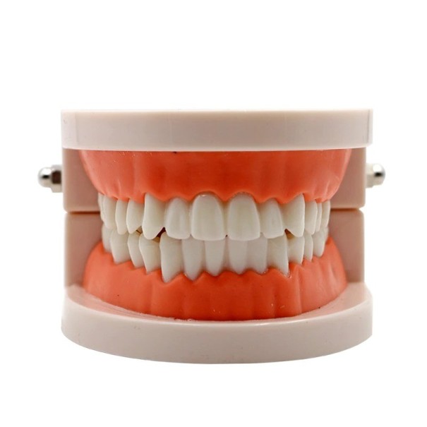 Mennesketænder model P3810 1