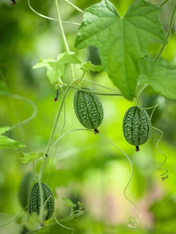 Mexikói mini uborka vetőmag zöldségmag könnyen termeszthető mag 7 db 1