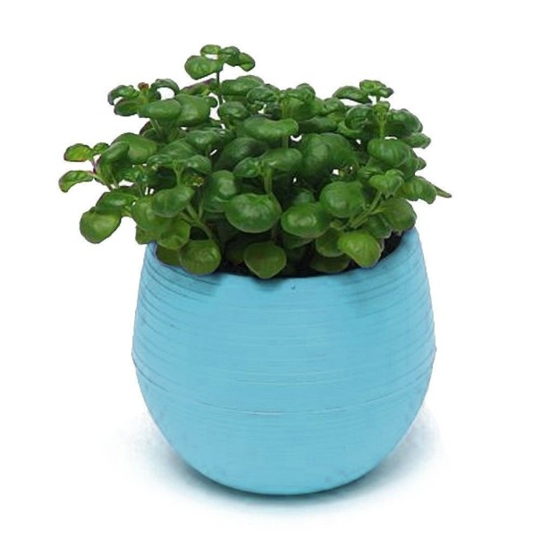 Mini bloempot met schaal C1168 blauw