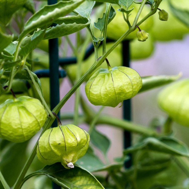 Mochyňa dužnoplodá Tomatillo zelená semienka ľahké pšstování vnútri, vonku na balkón na záhradu semená zelenej paradajky 10 ks 1