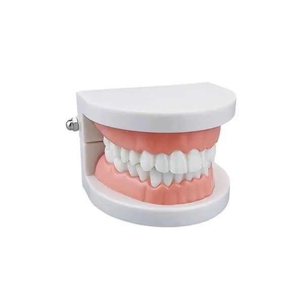 Model dentar de laborator 9 x 7,5 x 5,8 cm 28 dinți fervenți cu gingii moi Model anatomic standard pentru demonstrație 1