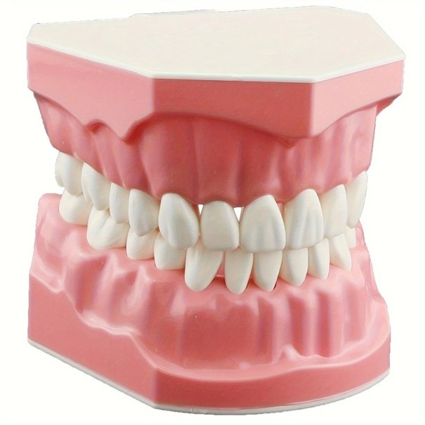 Modelo de cavidad bucal 7,6 x 6,1 cm Herramienta educativa para la limpieza de dientes y la higiene dental Práctica de hilo dental Enseñanza 1