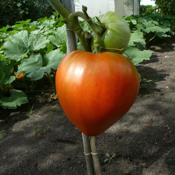 Nasiona pomidora Bycze serce Nasiona wołu bułgarskiego 10 szt. Łatwe w uprawie 1