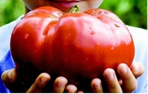 Nasiona pomidorów Gigantomo Odmiana pomidora Solanum lycopersicum Pomidory balkonowe łatwe w uprawie indoor, outdoor, w ogrodzie Nasiona 25 szt. 1