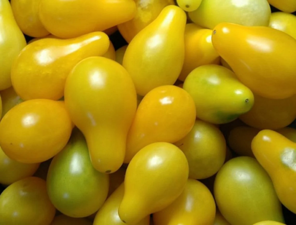 Nasiona Żółtego Pomidora Wiśniowego 250 szt. Żółte Pomidory w kształcie Gruszki Nasiona Porzeczki Łatwe w Uprawie 1