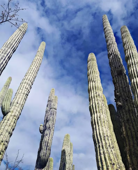 Neobuxbaumia tetetzo Cephalocereus tetetzo kaktuszfajok Könnyen szabadban termeszthető 20 db mag 1