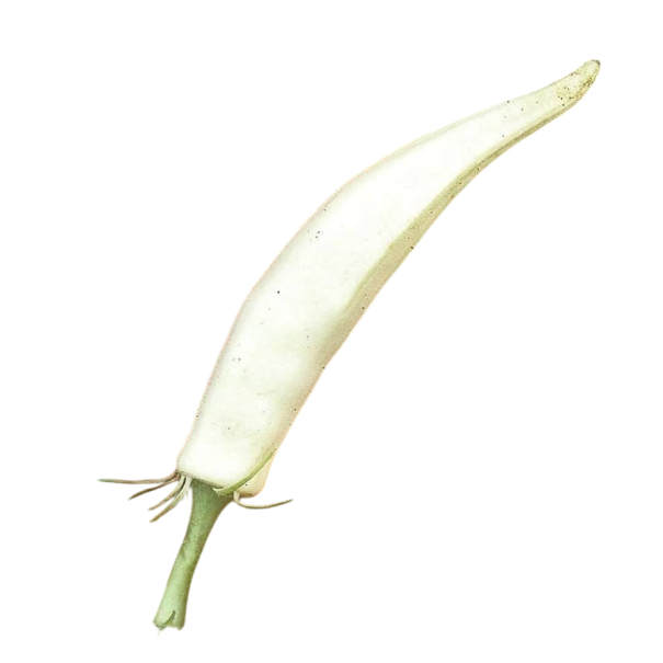 Okra semena Abelmoschus esculentus White Velvet, 20 ks, Hibiscus esculentus, bílé lusky, jedlá zelenina pro zahradu, skleník i nádobové pěstování 1