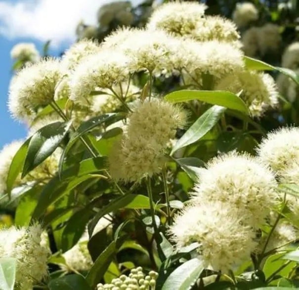 Osivo aromatické citronové myrty Backhousia citriodora 50 ks bílé květy kořeninový australský keř pro výsev a pěstování v květináči 1