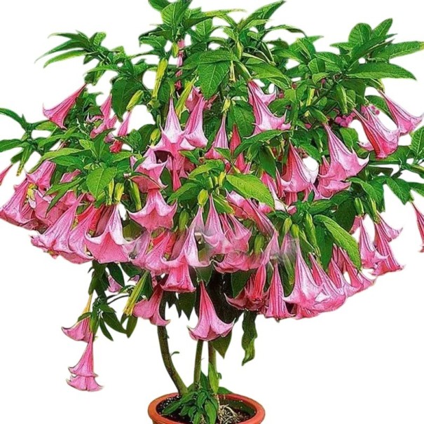 Osivo brugmansie vonné růžové Brugmansia suaveolens 10 ks brazilský kvetoucí keř s velkými trubkovitými květy pro výsev a pěstování 1