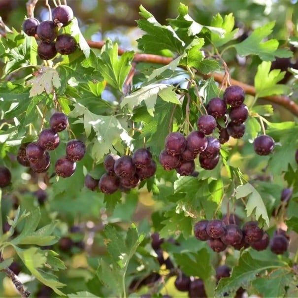 Osivo hloh džungarský Crataegus songarica 10 ks vzácná středoasijská horská dřevina odolná suchu pro sběratelské zahrady a alpinia 1
