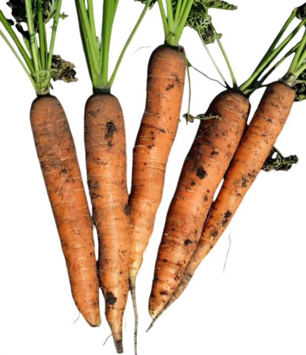 Osivo mrkev obecná setá Daucus carota sativus 200 ks oranžová kořenová zelenina pro velkou zahradní úrodu a domácí uskladnění 1