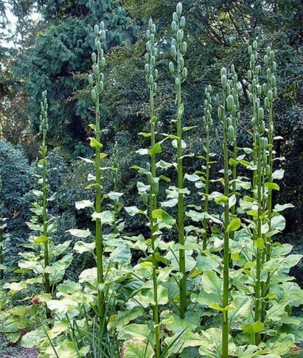 Osivo obří lilie Cardiocrinum giganteum 20 ks vzácná horská cibulovina s bílo-růžovými trubkami pro výsev a sběratelské pěstování 1