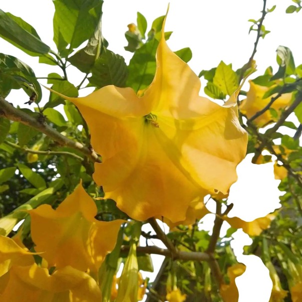 Osivo zlaté brugmansie Brugmansia aurea 10 ks andská kvetoucí dřevina se žlutými trubkovitými květy pro výsev a kádové pěstování 1