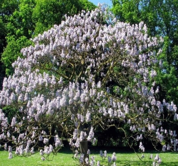 Paulownia Fortunei Seeds 200 pcs Fast Growing Ornamental Tree with Light Purple Tubular Flowers For the Garden or as a Specimen 1