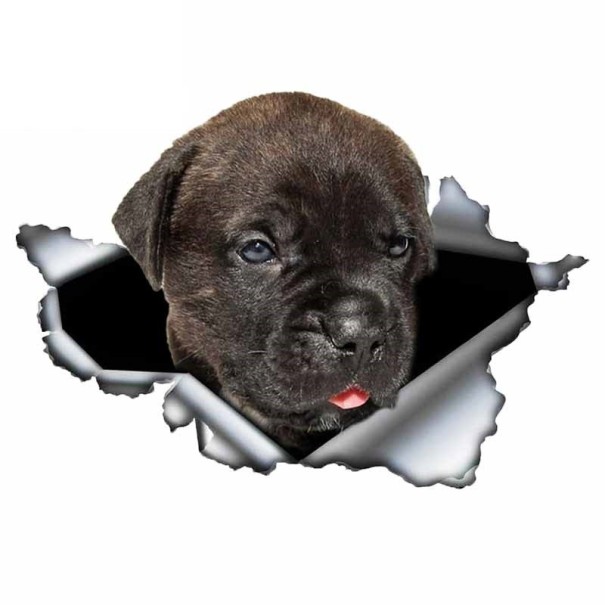 Pegatina para coche perro A1636 5