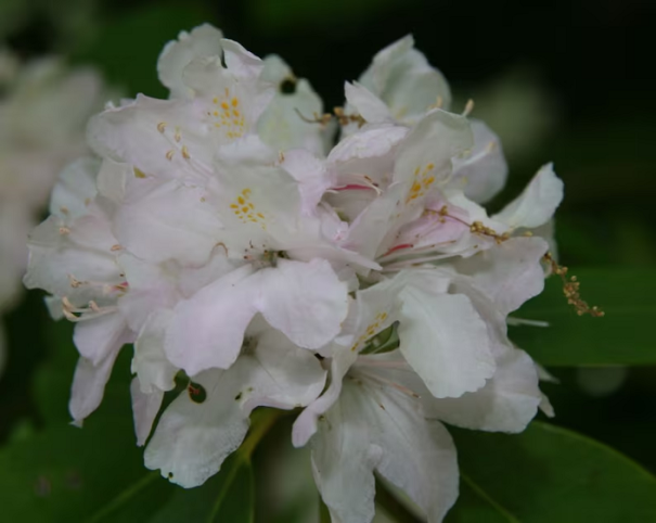 Pěnišník menší Rhododendron minus Okrasný keř Snadné pěstování venku 25 ks semínek 1