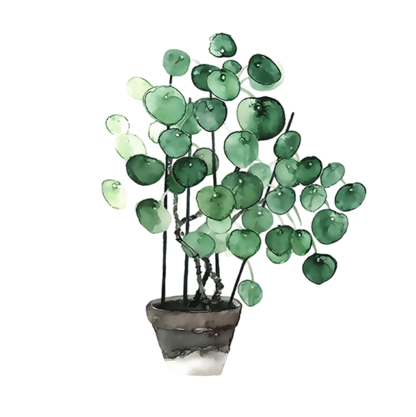 Plakát de mari dimensiuni floare în ghiveci ilustrație botanică naturală 50 × 75 cm print pe pânză nuanțe verzi fără ramă decorare 1