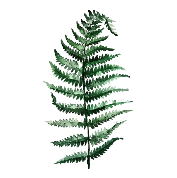 Plakát na zeď botanická kapradina přírodní ilustrace 30 × 45 cm tisk na plátno zelené odstíny bez rámu interiérová dekorace 1