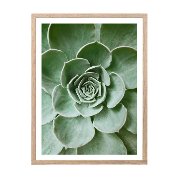 Plakát na zeď detail sukulentu přírodní motiv 20 × 30 cm tisk na plátno zelený minimalistický obraz do interiéru bez rámu 1