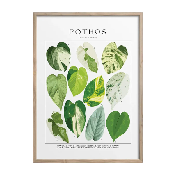 Plakát na zeď s botanickou koláží listů 50×70 cm, přírodní ilustrace na plátně, měkký plakát, interiérová dekorace bez rámu 1