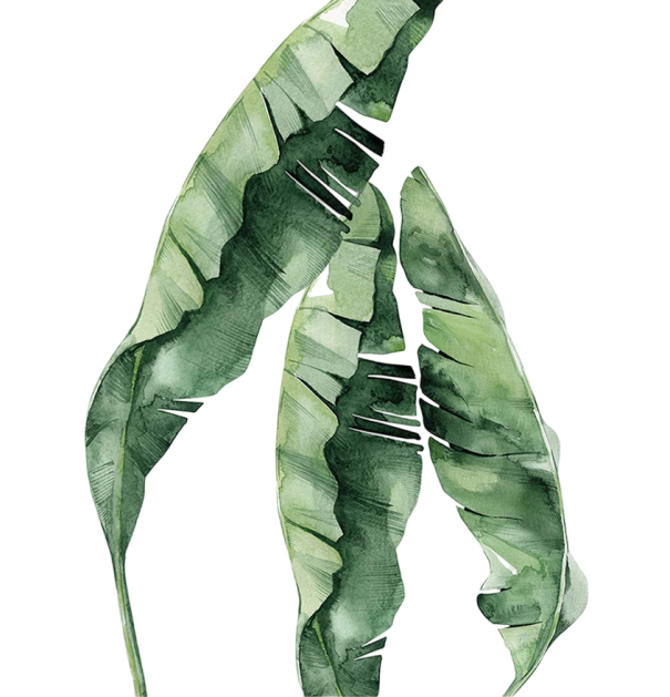 Plakat tropical cu frunze de bananier 10 × 15 cm print pe panza motiv natural verde decoratiune interioara fara rama 1