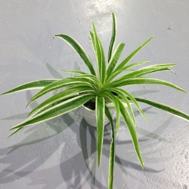 Plante artificielle Zelenec blanc S