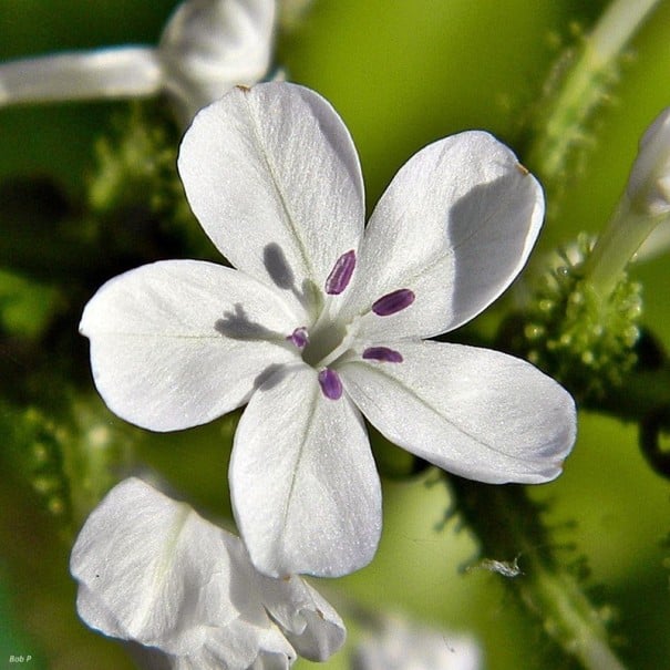 Plumbago zeylanica siemenet 50 kpl Koristekasvi valkoisilla tähtimäisillä kukilla Kasvihuoneeseen ja talvipuutarhaan sekä ruukkuihin 1