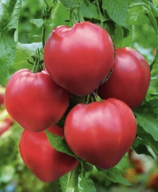 Rajče tyčkové Býčí Srdce Rajče Oxheart snadné pěstování na zahradu na balkón semínka zeleniny semena rajčete 10 ks 1