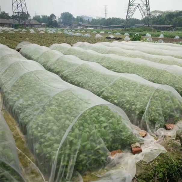 Rete contro gli insetti per aiuole 2x5 m Rete protettiva bianca in polietilene Fori 1,3 mm Copertura da giardino contro i parassiti Protezione 1