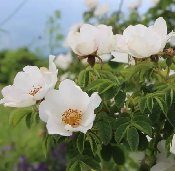 Rosen-Samen Rosa rubiginosa 50 Stück Zierstrauch mit roten essbaren Hagebutten und Blättern mit Apfelduft Für den Garten und die Hecke