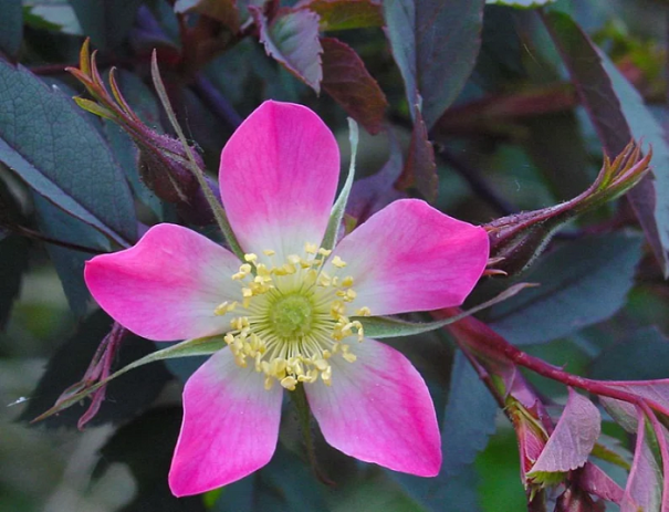 Růže sivá Rosa glauca Rosa rubrifolia opadavý keř Snadné pěstování venku 20 ks semínek 1