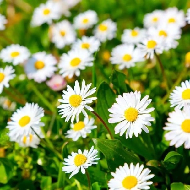 Saatgut der Gänseblümchen Bellis perennis 100 Stück mehrjährige niedrige Staude mit weiß-gelben Blüten für die Aussaat im Frühjahr im Garten und auf dem Rasen