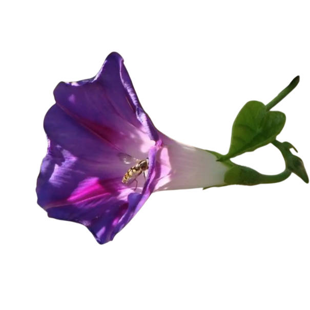 Saatgut der Ipomoea Purpurea - Nachtschattige Bindeblume 10 Stück - Violette Blüten, Grüne Blätter, Kletterpflanze für Garten, Zaun und Pergola