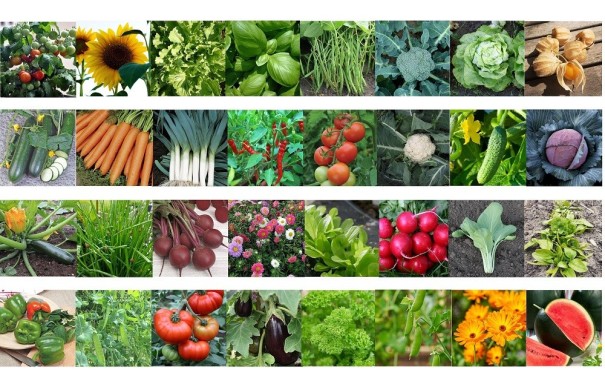 Sada semen zeleniny 30 druhů semínek zeleniny Okurka, Rajče, Lilek, Květák, Meloun, Hlávkový salát, Bazalka, Slunečnice, Petržel, Ředkvička a další, snadné pěstování až 150 ks semínek 1