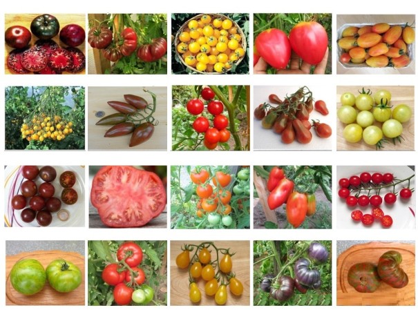 Sada semena rajčat 20 odrůd rajčat Black Krim, Green Zebra, Býčí srdce, Red Cherry, Black Cherry a další bez GMO snadné pěstování 1
