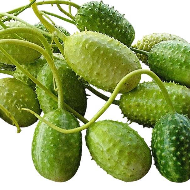 Samen Cucumis anguria 10 Stk kleine grüne kleine Gurke Angurie mit stacheliger Schale für den Anbau zu Hause und zum Einlegen in Essig